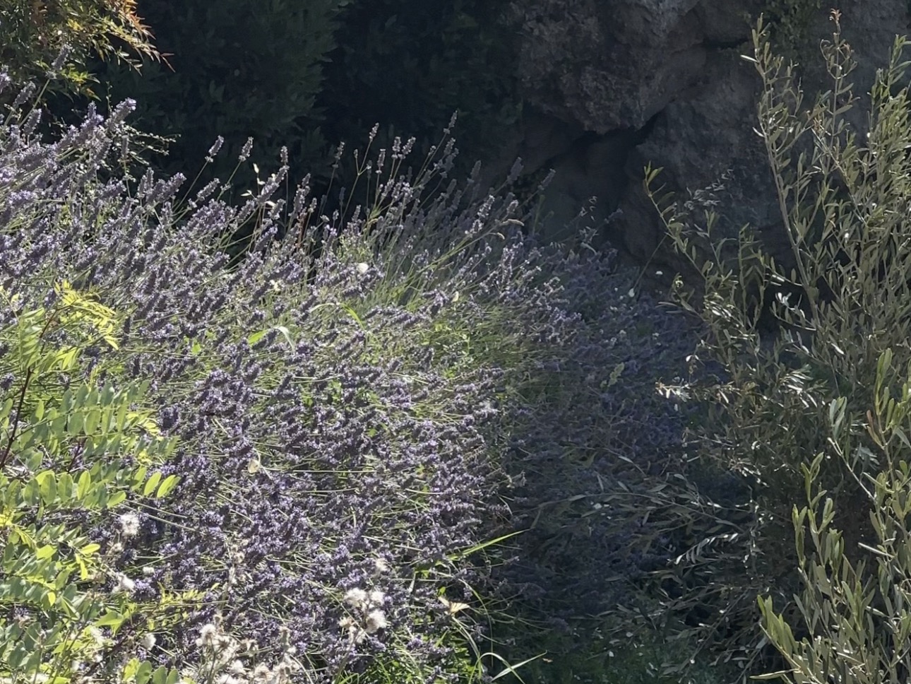 Lavanda